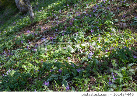 一簇紫羅蘭花預示著春天的到來 101484446