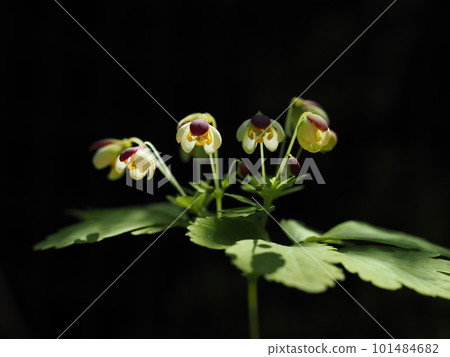Wild grasses in spring, Azuma Shirkanesou 101484682