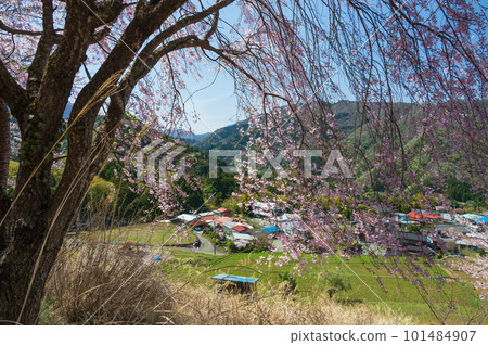 青根的春天，櫻花盛開的里山 101484907