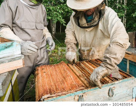 Portrait of two male beekeeper working in an apiary near beehives with bees. Collect honey. Beekeeper on apiary. Beekeeping concept. 101485054