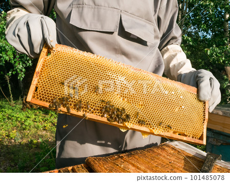 Beekeeper removing honeycomb from beehive. Person in beekeeper suit taking honey from hive. Farmer wearing bee suit working with honeycomb in apiary. Beekeeping in countryside. Organic farming Beekeeper removing honeycomb from beehive. Person in beekeeper suit taking honey from hive. Farmer wearing bee suit working with honeycomb in apiary. Beekeeping in countryside. Organic farming 101485078