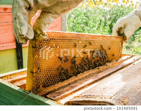 Beekeeper removing honeycomb from beehive. Person in beekeeper suit taking honey from hive. Farmer wearing bee suit working with honeycomb in apiary. Beekeeping in countryside. Organic farming 101485091