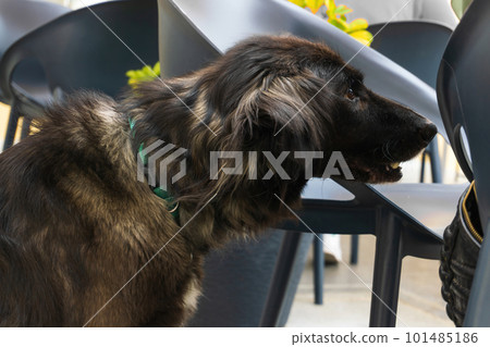 Portrait in profile of a mongrel dog with long smoky brown hair in a green collar Portrait in profile of a mongrel dog with long smoky brown hair in a green collar 101485186
