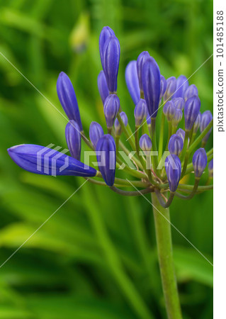 Lilac inflorescences of African Agapanthus in the garden Lilac inflorescences of African Agapanthus in the garden 101485188