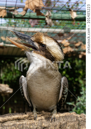 Dacelo bird sits on a branch 101485223