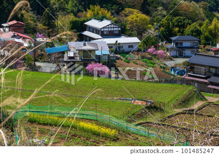 青根村春景 101485247