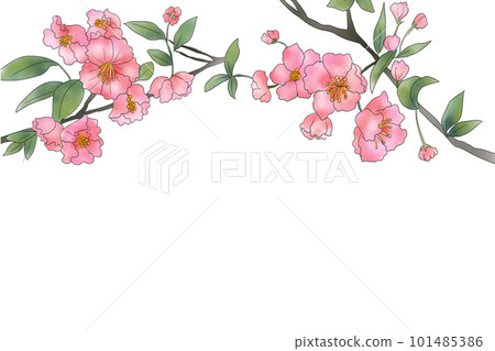 凱多花卡4 凱多花卡4 101485386