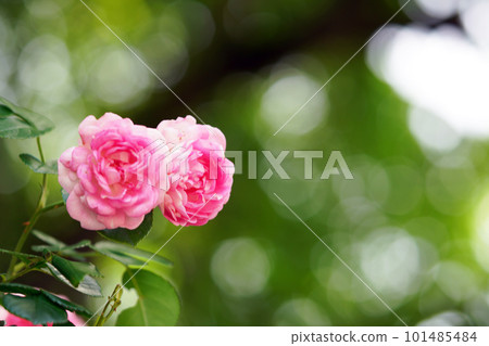 Beautiful pink roses 101485484