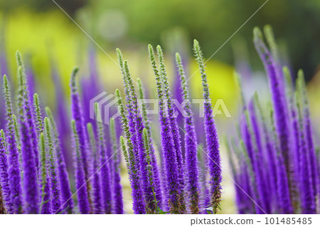 purple veronica flower 101485485