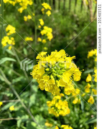 Landscape with rape blossoms 101485511