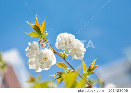 White double cherry blossoms White double cherry blossoms 101485606