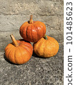 Pumpkins on grey concrete background. Three whole sweet pumpkins. Storage of vegetables 101485623
