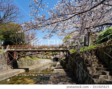 Nishinomiya City, Hyogo Prefecture Spring Shukugawa Park Kawazoe Bridge Nishinomiya City, Hyogo Prefecture Spring Shukugawa Park Kawazoe Bridge 101485625