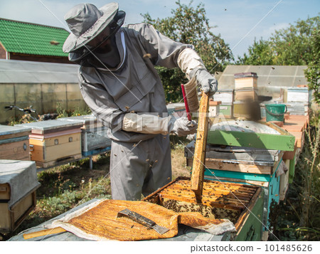 Beekeeper removing honeycomb from beehive. Person in beekeeper suit taking honey from hive. Farmer wearing bee suit working with honeycomb in apiary. Beekeeping in countryside. Organic farming 101485626