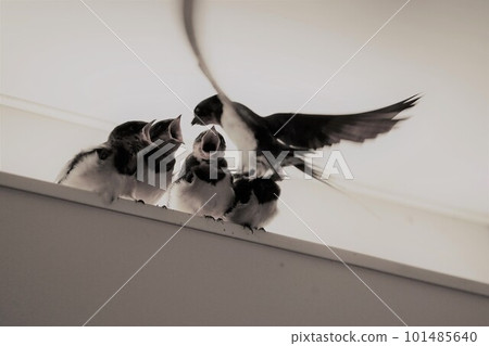 Parent swallow carrying food to swallow chicks 101485640
