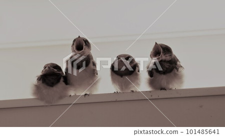 Child swallow waiting while calling parent swallow Child swallow waiting while calling parent swallow 101485641