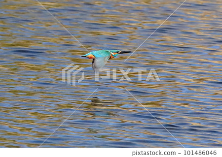 Koshibe River Swan landing place in Kawashima Town, Hiki District, Saitama Prefecture Kingfisher gliding at low altitude on the surface of the river 101486046