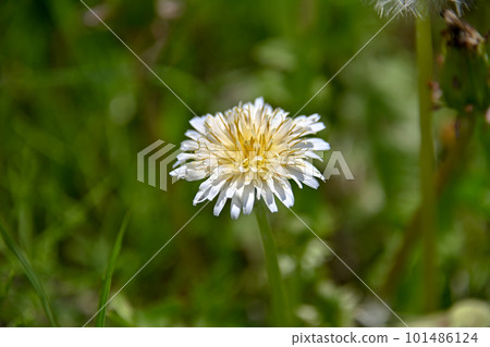 白色蒲公英花 101486124