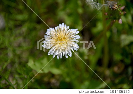 白色蒲公英花 101486125