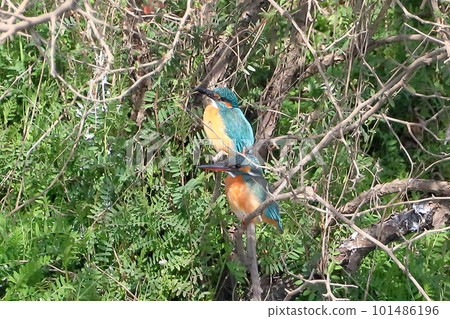 Two kingfishers perched on a branch along the river bank, Koshibe River Swan Landing Site, Kawashima Town, Hiki District, Saitama Prefecture 101486196
