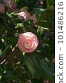 Otome camellia that has begun to bloom 101486216