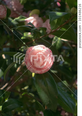 Otome camellia that has begun to bloom 101486216