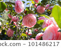 Pink maiden camellia on a spring day 101486217