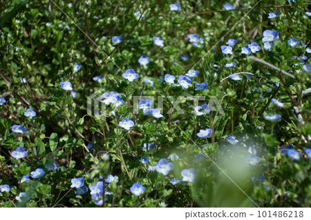 A fine spring day and a dogfish 101486218