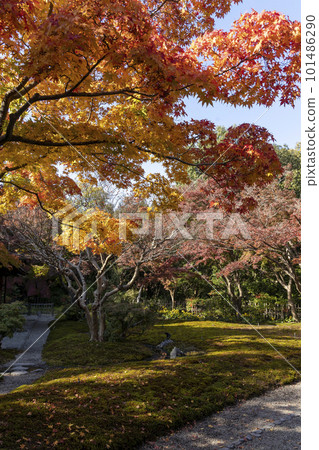秋葉色的茶室庭院4 101486290