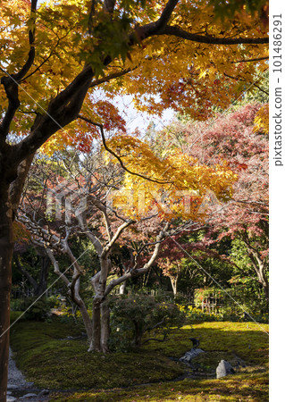 秋葉色的茶室庭院5 101486291