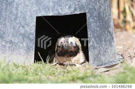 African Penguin in a nest 101486298