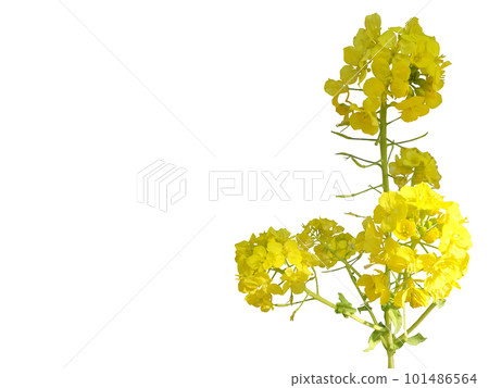 Canola flower clippings 101486564