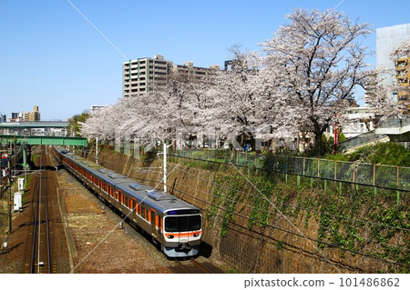 盛開的櫻花和JR東海中央西線315系列 盛開的櫻花和JR東海中央西線315系列 101486862