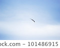 Seagull which fly in the sky 101486915