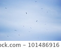 Flock of birds flying in the blue sky 101486916