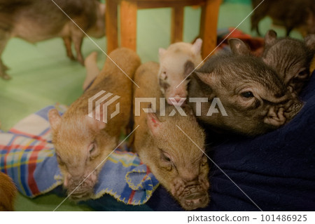 A group of piglets taking a nap on a woman's feet Mini pigs A group of piglets taking a nap on a woman's feet Mini pigs 101486925