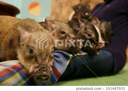 小豬湧向女人的腳，迷你豬，微型豬 101487033