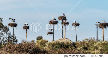 Storks colony in a protected area at Los Barruecos Natural Monument, Malpartida de Caceres, Extremadura, Spain. 101487059