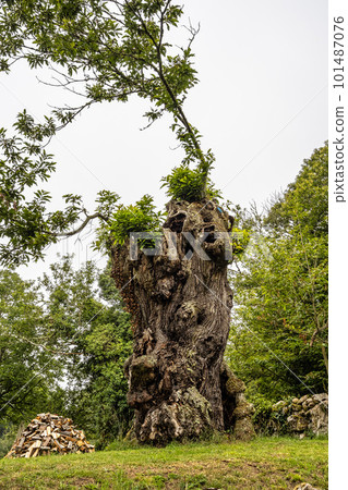 Hiking through the Canyon del Sil in Parada de Sil in Galicia, Spain, Europe Hiking through the Canyon del Sil in Parada de Sil in Galicia, Spain, Europe 101487076