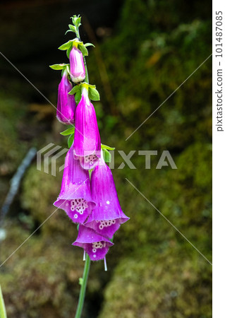 Hiking through the Canyon del Sil in Parada de Sil in Galicia, Spain, Europe Hiking through the Canyon del Sil in Parada de Sil in Galicia, Spain, Europe 101487085