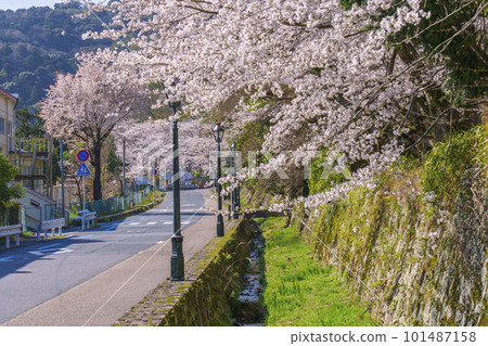 Cherry blossoms in full bloom along the road (near the Onjoji-mae intersection, Otsu City, Shiga Prefecture) Cherry blossoms in full bloom along the road (near the Onjoji-mae intersection, Otsu City, Shiga Prefecture) 101487158