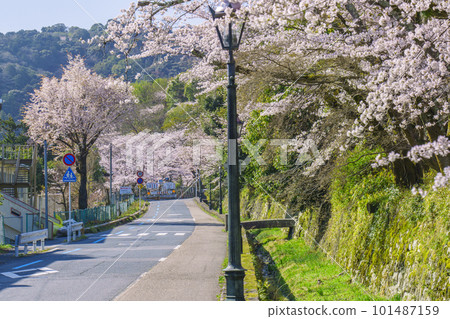 Cherry blossoms in full bloom along the road (near the Onjoji-mae intersection, Otsu City, Shiga Prefecture) Cherry blossoms in full bloom along the road (near the Onjoji-mae intersection, Otsu City, Shiga Prefecture) 101487159