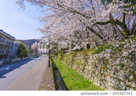 沿路櫻花盛開(滋賀縣大津市園城寺前十字路口附近) 沿路櫻花盛開(滋賀縣大津市園城寺前十字路口附近) 101487161