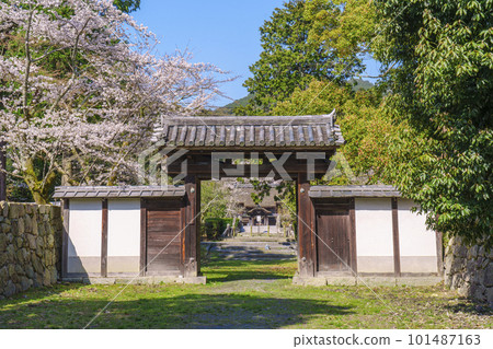 Mii-dera Temple Goho Zenjindo Gohosha Ishibashi Front Gate Cherry Blossom Season (Otsu City, Shiga Prefecture) 101487163