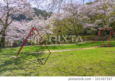 Choto Park in spring (Otsu City, Shiga Prefecture) dyed in a glossy light pink with cherry blossoms in full bloom Choto Park in spring (Otsu City, Shiga Prefecture) dyed in a glossy light pink with cherry blossoms in full bloom 101487167
