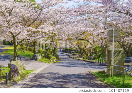 Choto Park in spring (Otsu City, Shiga Prefecture) dyed in a glossy light pink with cherry blossoms in full bloom Choto Park in spring (Otsu City, Shiga Prefecture) dyed in a glossy light pink with cherry blossoms in full bloom 101487169