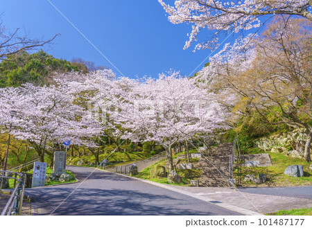 Choto Park in spring (Otsu City, Shiga Prefecture) dyed in a glossy light pink with cherry blossoms in full bloom Choto Park in spring (Otsu City, Shiga Prefecture) dyed in a glossy light pink with cherry blossoms in full bloom 101487177
