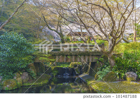 春天的長頭公園（滋賀縣大津市）櫻花盛開，染上亮粉色 101487188