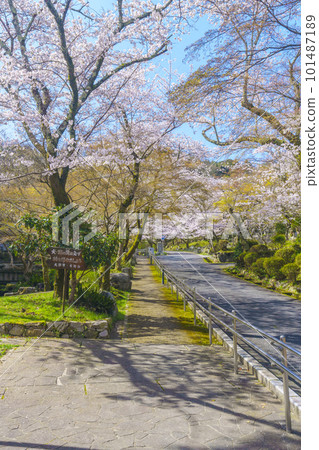 Choto Park in spring (Otsu City, Shiga Prefecture) dyed in a glossy light pink with cherry blossoms in full bloom 101487189