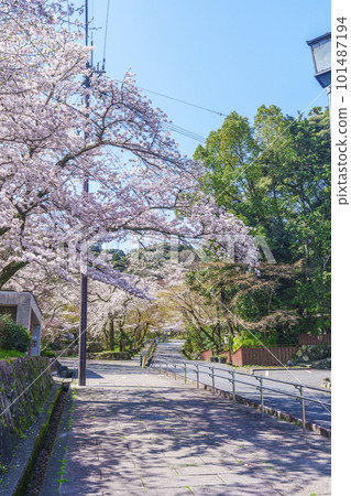 Choto Park in spring (Otsu City, Shiga Prefecture) dyed in a glossy light pink with cherry blossoms in full bloom Choto Park in spring (Otsu City, Shiga Prefecture) dyed in a glossy light pink with cherry blossoms in full bloom 101487194
